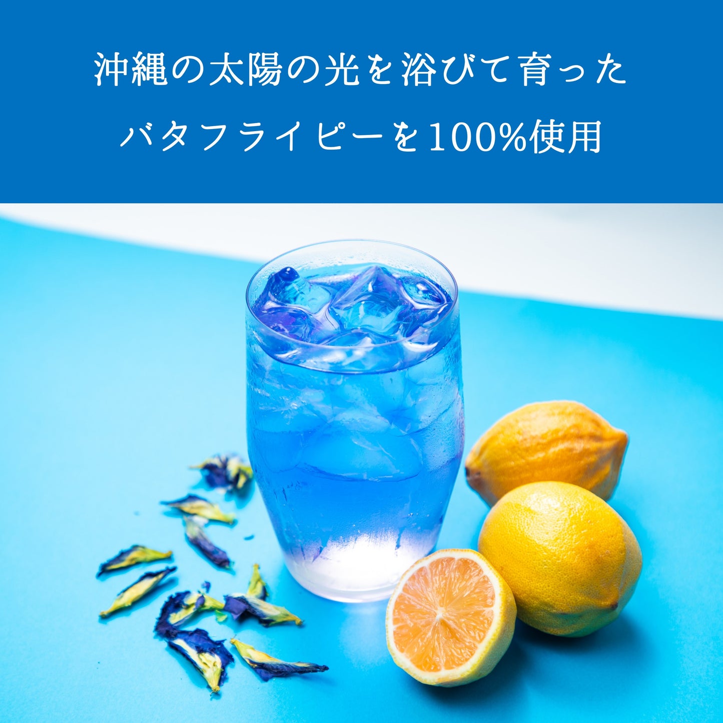 琉球蒼茶 沖縄県産バタフライピー ティーバック 8包 黒糖生姜ソルト