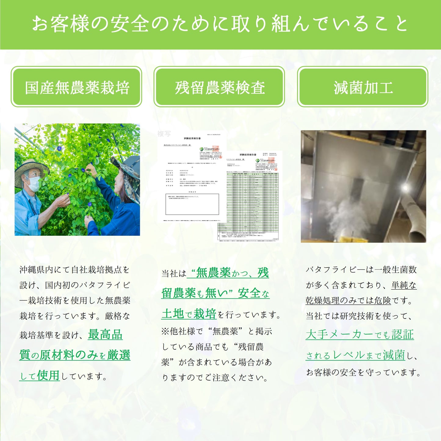 琉球蒼茶 沖縄県産バタフライピー ティーバック 8包 黒糖生姜ソルト