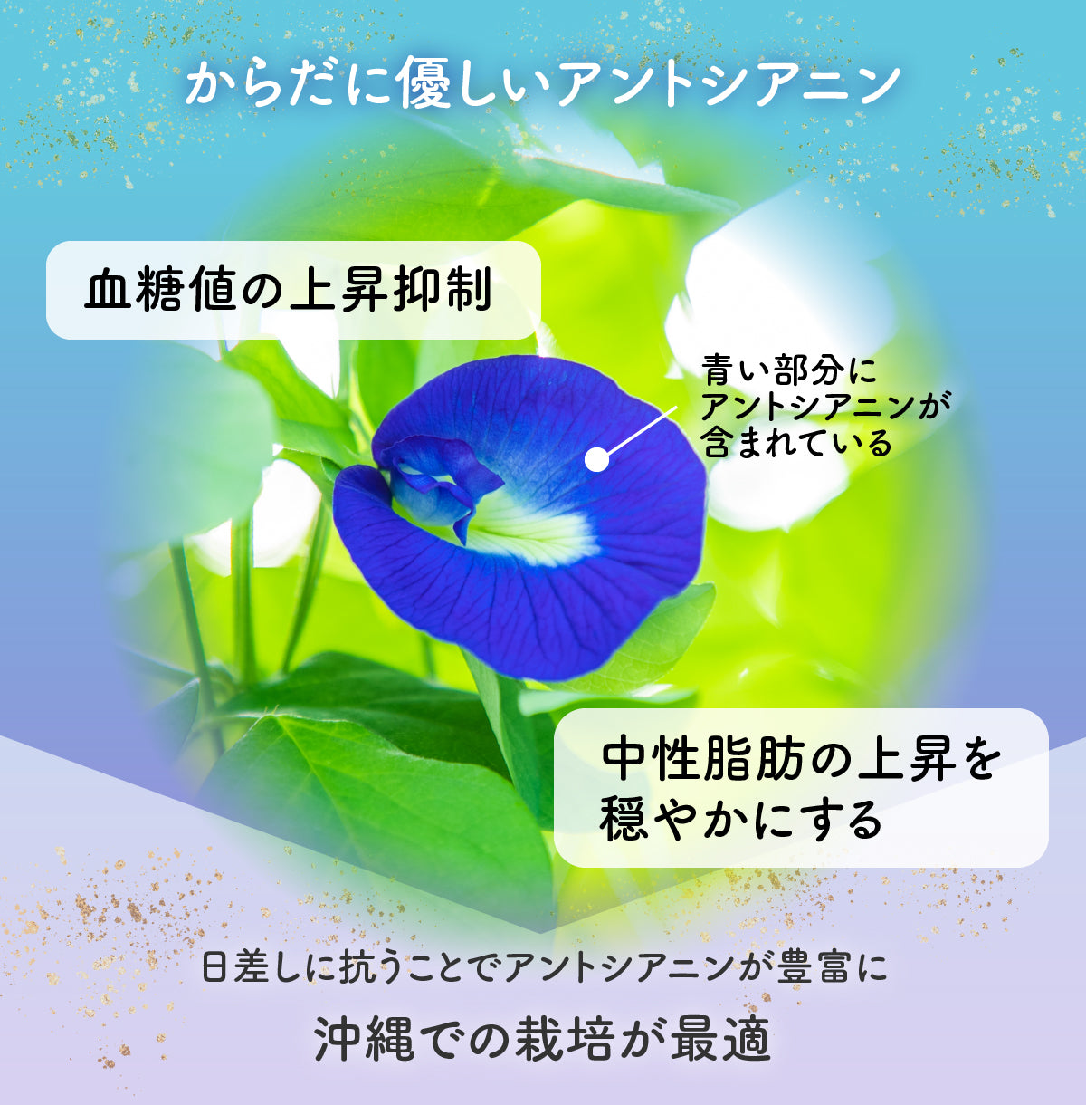 琉球蒼茶　沖縄県産バタフライピー ティーバック　8包　黒糖生姜ソルト