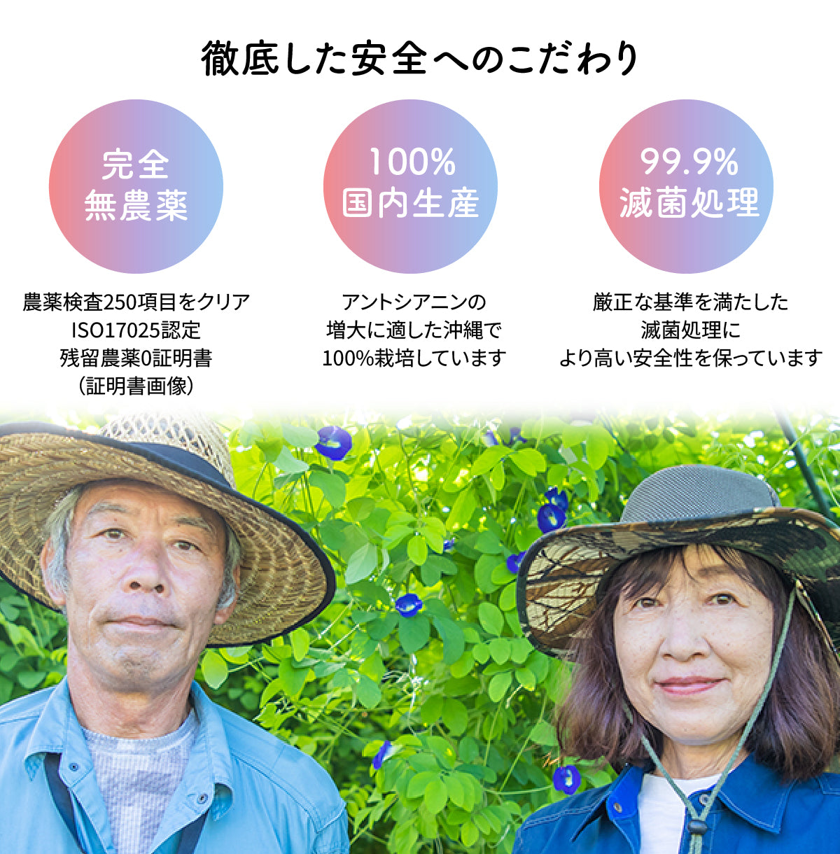 琉球蒼茶　沖縄県産バタフライピー ティーバック　8包　黒糖生姜ソルト